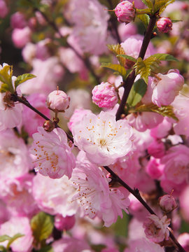 Śliczne kwitnące na różowo drzewko migdałka.