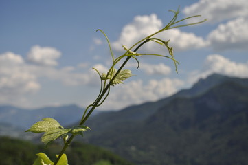 tralcio di vite con paesaggio
