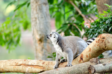lemur catta in the natural zoo