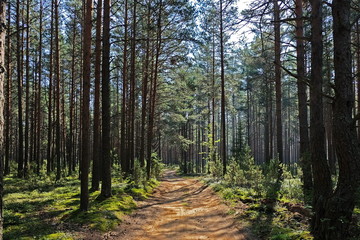  Forest in the Tver region, Russia