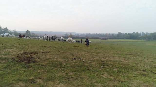 Wild Lipizzaner horses being photographed by woman in open field, aerial pullback.