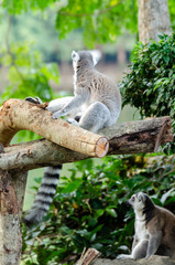 lemur catta in the natural zoo