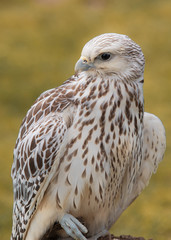 Falke, Weißer Falke, Raubvogel, Greifvogel