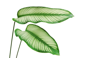 Ornamental Green Leaves of Pin-stripe, Calathea ornata Plant Isolated on White Background
