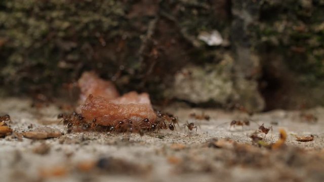 Group of ants carrying food , 4k