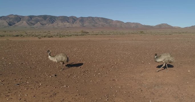 Emus walking in the outback