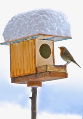 Pettirosso su casetta con neve