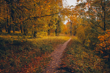 Autumn trail