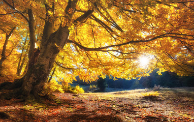 Naklejka na ściany i meble Sun rays through autumn trees. Natural autumn landscape in the forest. Autumn forest and sun as a background. Nature at the autumn time
