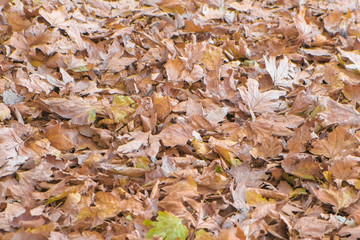 Beautiful view of dry yellow and brown maple tree autumn leaves on the ground.
