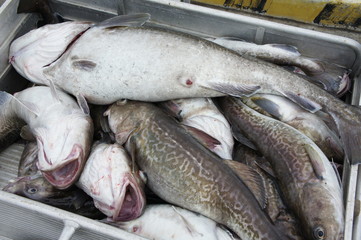 水揚げされた鱈