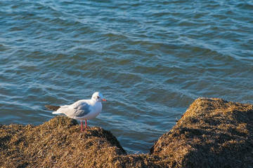 One seagull is sitting on the sea beach.