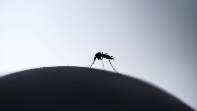 Close-up shot of a mosquito blood sucking on human skin on sun background
