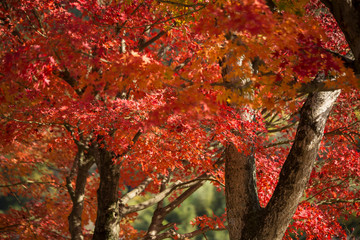 もみじ　紅葉