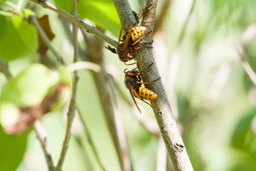 Hornissen nagen an Baumrinde