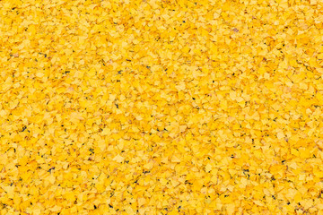 道一面に落ちた銀杏の葉