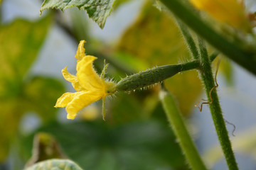 flower, yellow, nature, green, spring, plant, garden, blossom, petal, summer, flora, flowers, beauty, beautiful, floral, bloom, color, white, blooming, macro, leaf, orange, closeup, grass, leaves