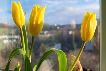 Fototapeta premium Yellow tulips on a foga of a city landscape.