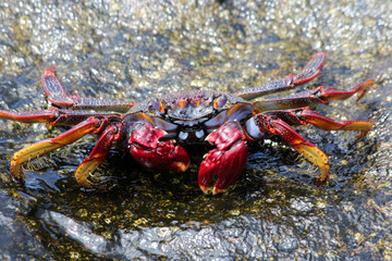 TIERE_4922_rote_Klippenkrabbe