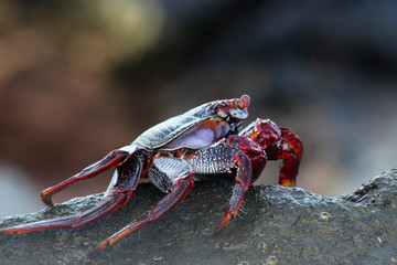 TIERE_5214_rote_Klippenkrabbe