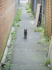 Alley Cat, Hampden Park, East Sussex, UK