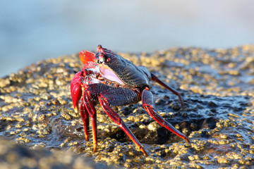 TIERE_6128_rote_Klippenkrabbe