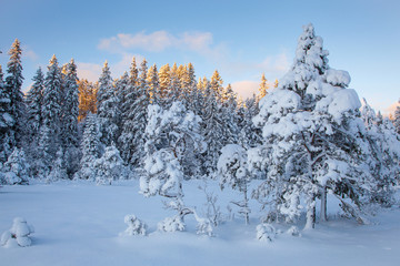 beautiful winter landscape snow tree