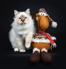 Cute tabby point Sacred Birman cat kitten sitting with plush reindeer, looking at camera with blue eyes. Isolated on black background.