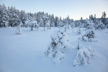 beautiful winter landscape snow tree