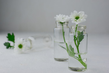 White Chrysanthemums in Glass Jars