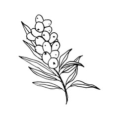 Sea buckthorn branch hand drawn vector illustration. Seaberry twig ink pen sketch. Black and white doodle clipart. Hippophae with berries and leaves freehand drawing. Isolated outline design element