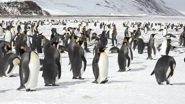Cute King penguins in stunning Landscape on South Georgia Island, Antarctica