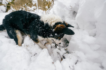 dog hid his head in snow outdoors