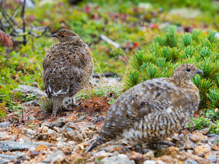 ライチョウ親子(Rock ptarmigan)