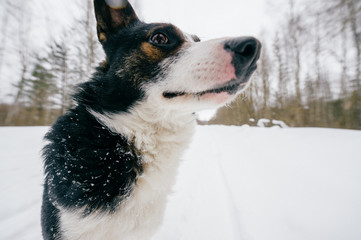 Dog medium breed sitting in snow in open air