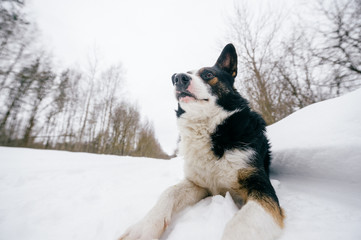 Dog lying in snow on forest trail