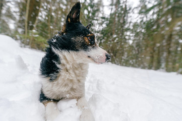 Dog lying in snow on forest trail