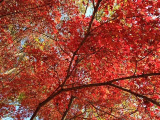紅葉