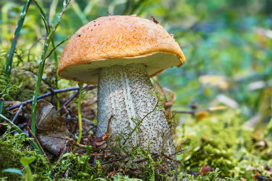 mushroom an orange-cap boletus grew in summer in forest. Focus concept.
