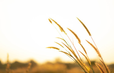 Beautiful close up silhouette of grass flower on sunset background. Selective focus.