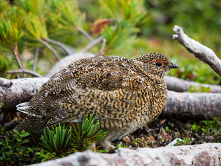 ライチョウの幼鳥(rock ptarmigan)