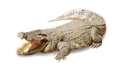 Crocodile on a white background