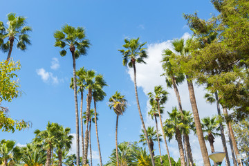 Group of tall palm trees bottom view