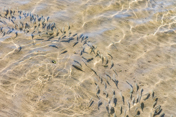 shoal of fish in shallow water. Flock of fish fry in shallow water. Nature background. The shadows of minnows swimming in shallow water with waves. Soft focus.