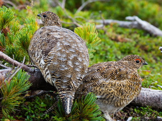 ライチョウ親子(Rock ptarmigan)