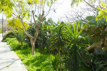 natural green trees and bushes background with path
