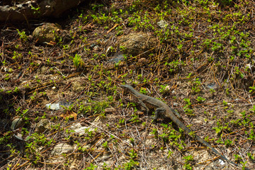 Small baby monitor lizard reptile predator in a  park