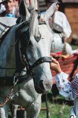 Obraz premium Grey stallion. Portrait of horse. Thoroughbred horse. Beautiful horse