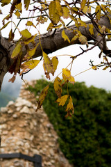 Yellow autumn leaves on a bare branch of a tree in a cloudy rainy day