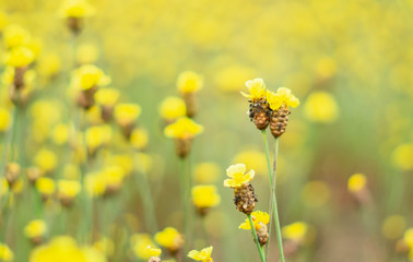 Tall Yellow-eyed Grass flower in field.